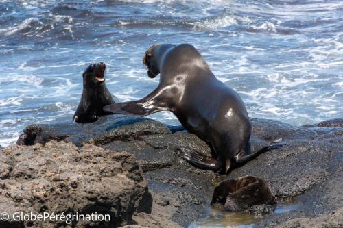 Galapagos, Seymour, mére otarie à fourrure défendant son nouveau-né