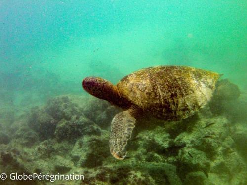 Galapagos, Seymour Norte - Bateau et Snorkeling