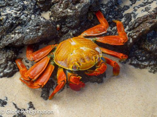 Galapagos, Seymour, crabe rouge des Galapagos