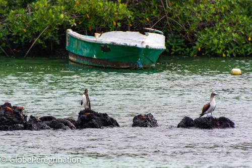Galapagos, Isabela, fou à pieds bleus, pingouin et crabes rouges, tous endémiques