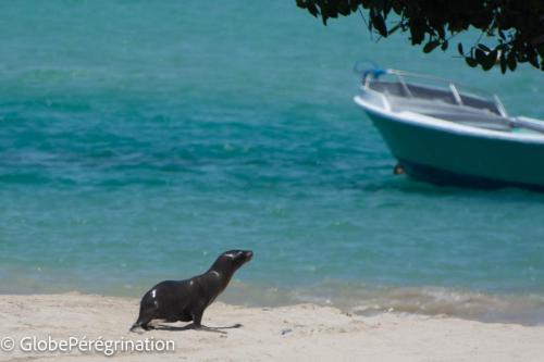 Galapagos, Isabela, Puerto Vilamil, lézard de lave de Santa Cruz