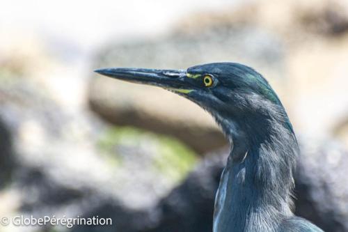 Galapagos, Isabela, Puerto Vilamil, Héron des Galapagos