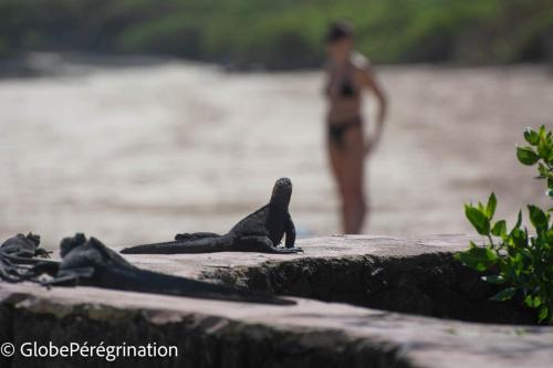 Galapagos, Isabela, iguane marin (la belle et la bête)