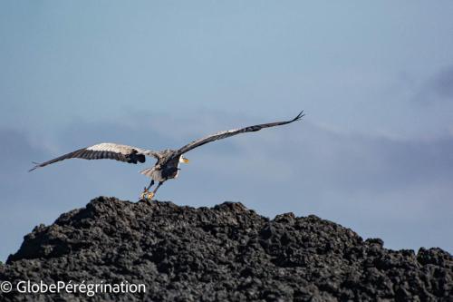 Galapagos, Isabela, héron cendré à l'atterissage