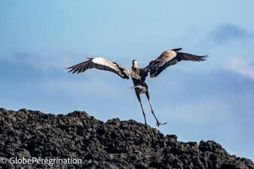 Galapagos, Isabela, héron cendré au décollage