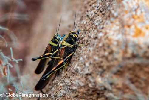Galapagos - Insectes
