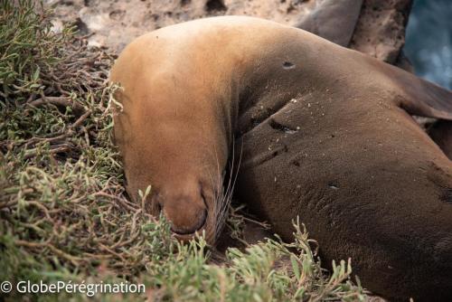 Galapagos, Seymour, bain de soleil d'une otarie à fourrure