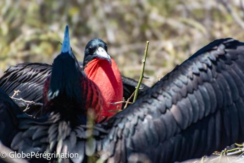 Galapagos - Frégates