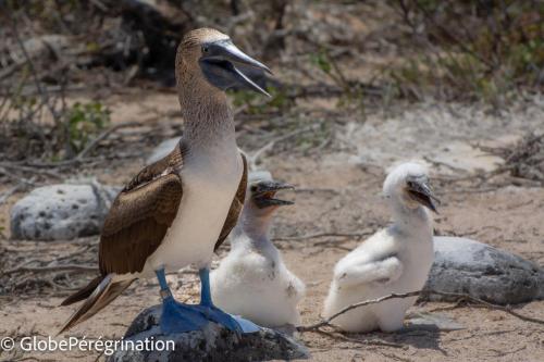 Galapagos, Seymour, famille fou aux pieds bleus