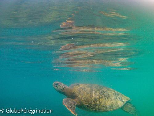 Galapagos, Seymour, tortue marine et reflet