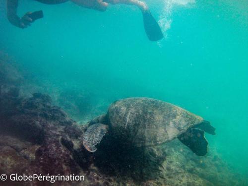 Galapagos, Seymour, nage avec une tortue marine