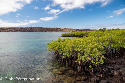 Galapagos, Santa Cruz - Plage de Tortuga, mangrove