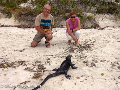 Galapagos, Santa Cruz - Plage de Tortuga, rencontre avec des iguanes marins