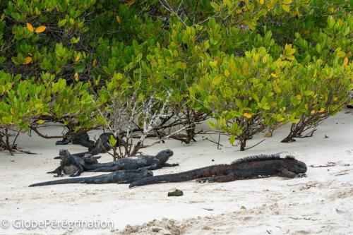 Galapagos, Santa Cruz - Plage de Tortuga, iguanes marins dans la mangrove