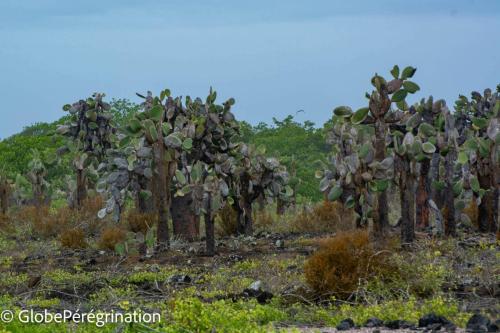 Galapagos, Santa Cruz - Plage de Tortuga, Cactus geants : opuntia echios