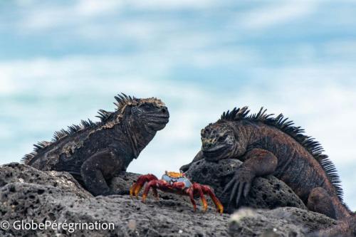 Galapagos, Santa Cruz - Plage de Tortuga, iguanes marins et crabes rouges