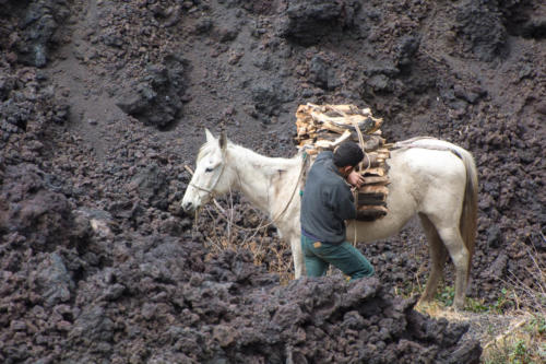 Collecte de bois mort sur les pentes du volcan Pacaya