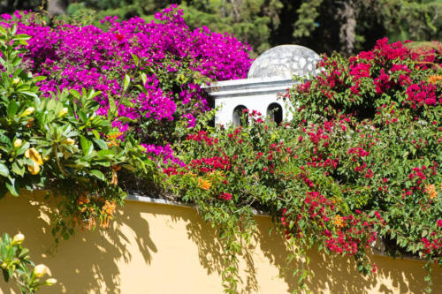 Jardins fleuris à Antigua