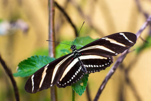 Panajachel, papillon noir et blanc