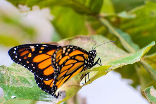 Guatelama : Panajachel, papillon monarque 