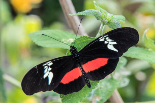 Panajachel, papillon  noir et rouge