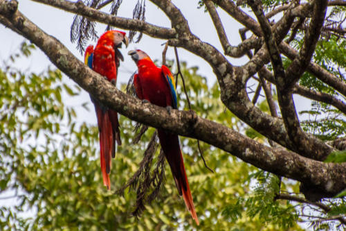 Guatemala_2015_-204