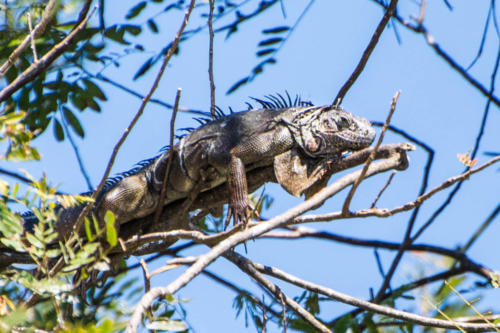 iguane à Livingstone