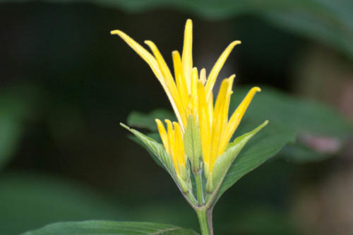 Rio Dulce, fleur tropicale jaune
