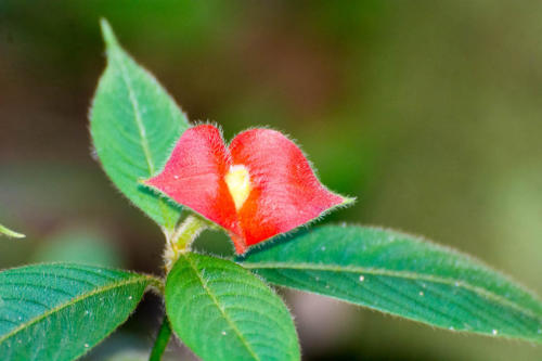 Rio Dulce, fleur tropicale rouge