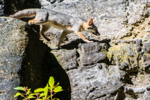 renard à Tikal