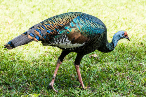 dindon ocellé à Tikal