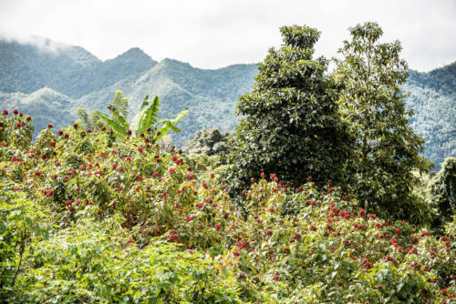 Paysages du Petén, 