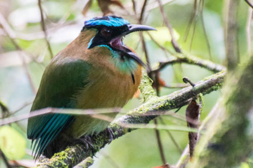 Oiseau dans le Petén