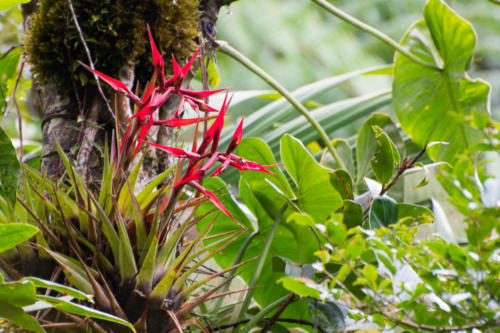 Orchidées dans la forêt du "Biotopo del Queztal"