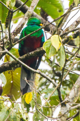 Quetzal  dans la forêt du "Biotopo del Queztal"