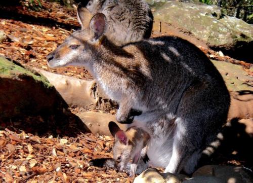 Wallaby et son petit - Zoo de Sydney