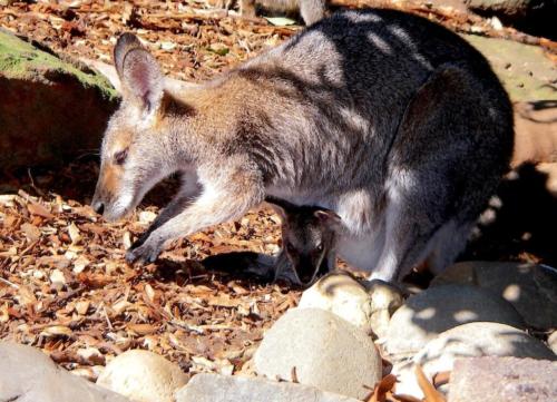 Wallaby et son petit - Zoo de Sydney