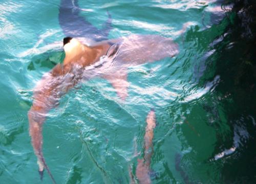 Australie - Green island - nourrisage de jeunes requins à la tombée de la nuit