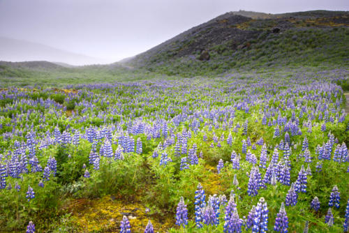 Islande, Parc de Skaftaffell, cratère couvert de lupins