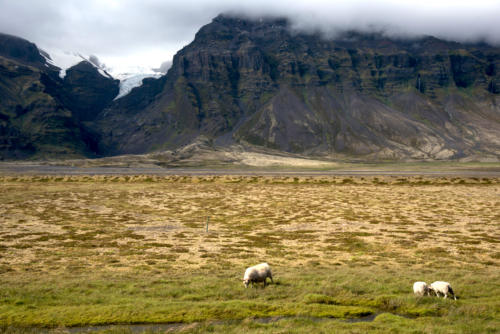 Islande, Parc de Skaftaffell, les moutons paissent au pied des glaciers