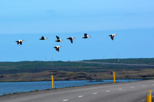 Vol d'eiders péninsule de reykjanes