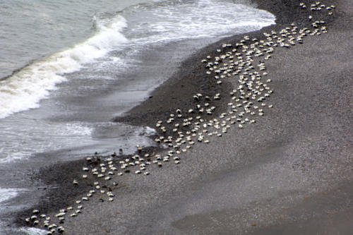 Islande, côte est, sable noir et colonie d'eiders