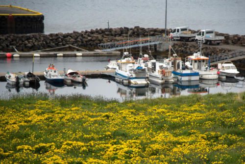 Islande, petit port fleuri de la côte Est