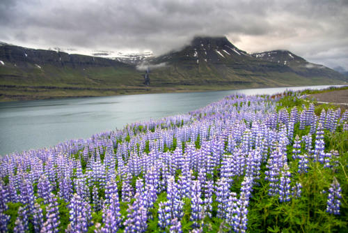 Islande, côte est, fjord fleuri de lupins