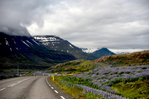 Islande, côte est, lupins sur la route vers Seydisfjordur