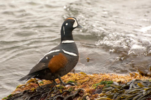 Islande, canard Harlequin plongeur