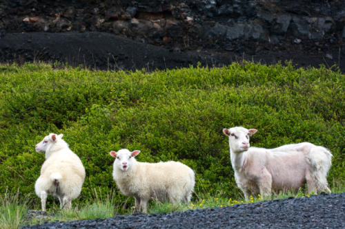 Islande, moutons sur le bord de la route