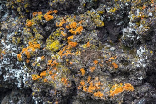 Islande, lac Myvatn, lichens sur roches volcaniques 