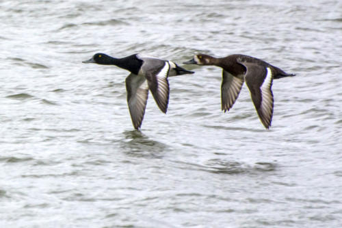 Islande, couple de canards en vol, peut-être fuligules à tête noire  
