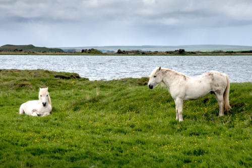 Islande, chevaux devant le lac  Myvatn